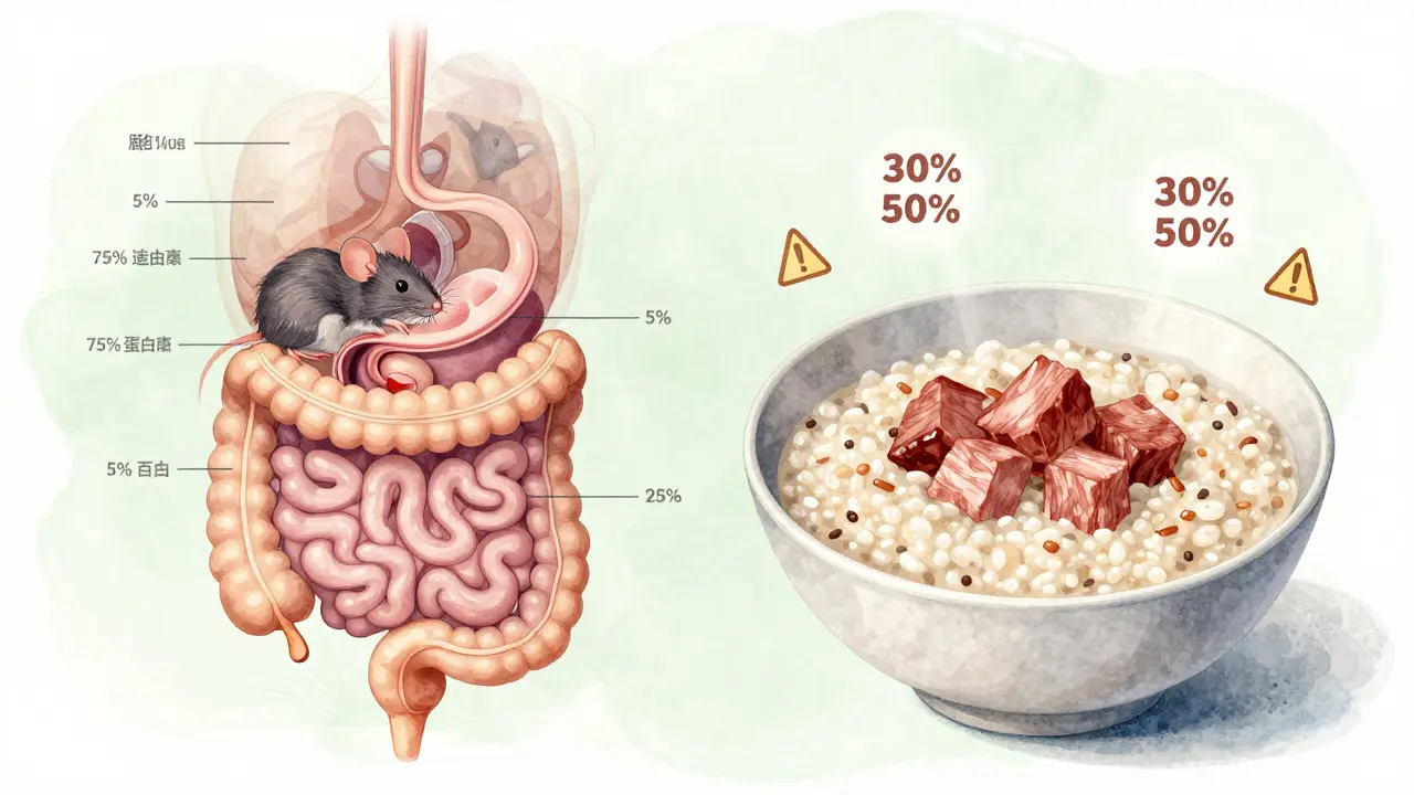 Сравнение пищеварения кошки: мышь с высоким содержанием белка и каша с углеводами.